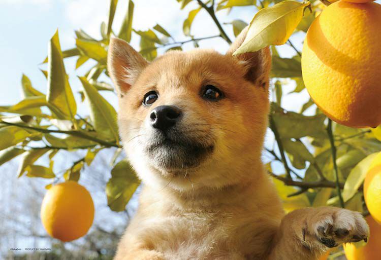 Puppy クンクンいい匂い